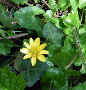 celandine