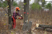 A Video Guide to Tree Felling - Part 1