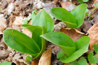 Chestnut Coppice - The Alternatives