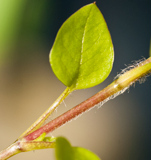 chickweed