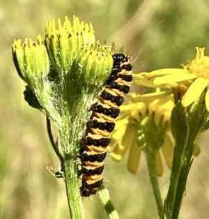 Cinnabar caterpillar