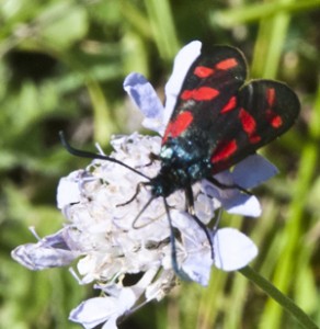 UK wildlife, gaining ground but losing numbers ?