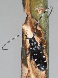 Citrus Longhorn beetle