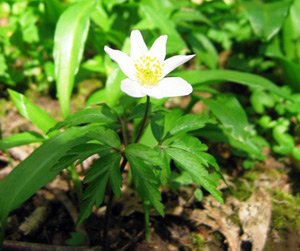 Wood Anemone - Anemone nemorosa.