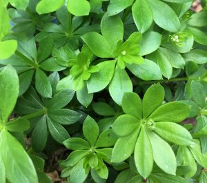 clump of woodruff