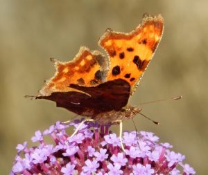 Results of the Big Butterfly Count 2020