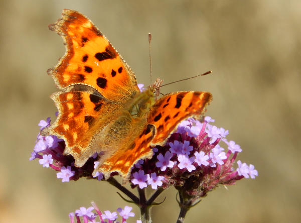 Comma butterfly : photo by A J Symons.