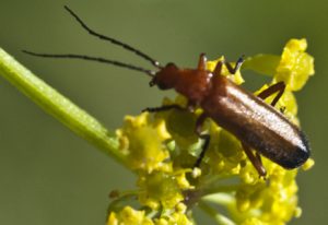 common red soldier