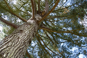 Plants, fungi and rising levels of carbon dioxide