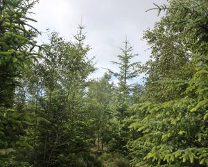 More productive forestry trees (and Dr Steve Lee).