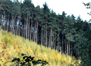 Woodland types : Coniferous plantations