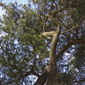 In praise of Pines.