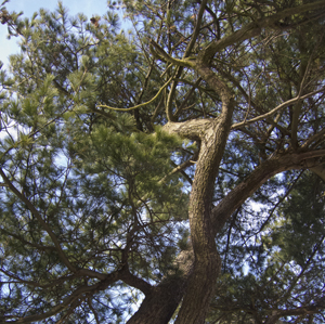 'Lost' pinewoods, remnants of the Caledonian Forest.