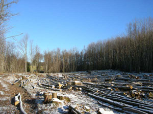 The importance of Coppice workers - a family tradition worth supporting