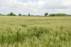 corn field