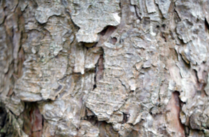 corsican bark