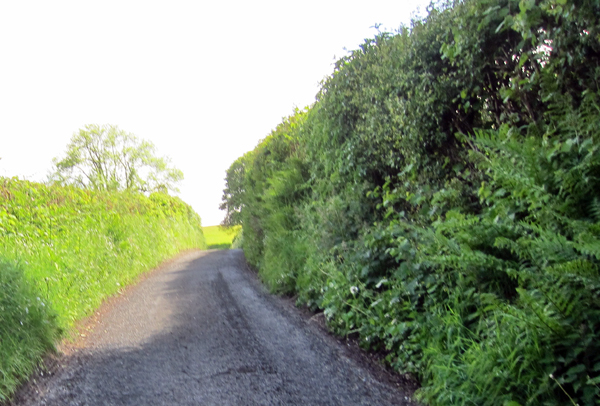 country-lane-and-hedge