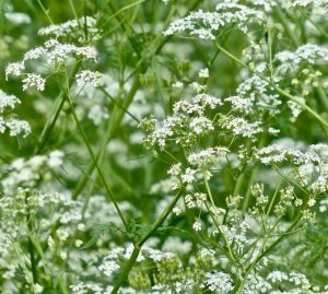 The effects of nitrogen pollution on our flora