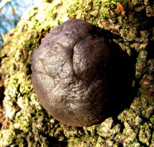 The Monthly Mushroom: Candlesnuff Fungus (Xylaria hypoxylon)