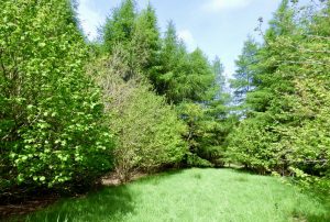 Walking sticks and hazel nuts : Crith Wood