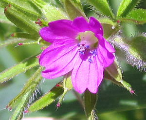 cut leaved flower