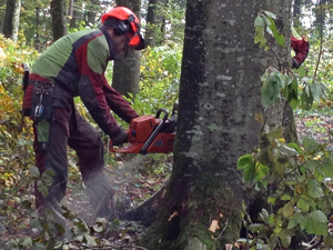 The management of Swiss forests.