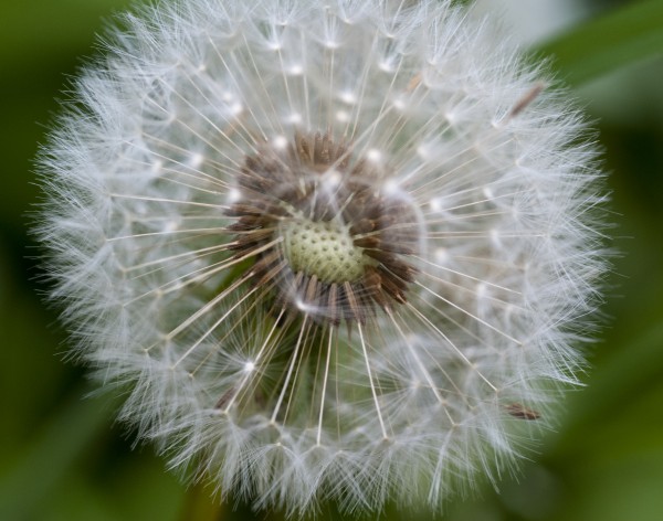 dandelion