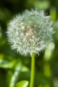 Dandelions - and their sap