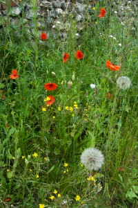 The loss of arable plants