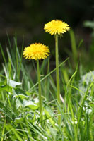 dandelion2.jpg