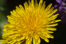 dandelion