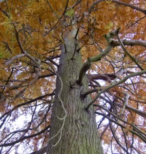 The loss of big trees