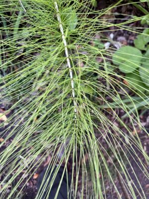 horsetail