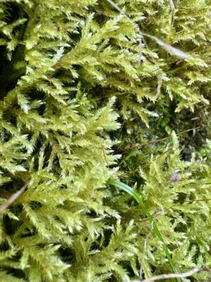 Moss