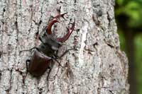 Dead wood and stag beetles