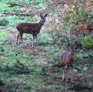 deer blog 1