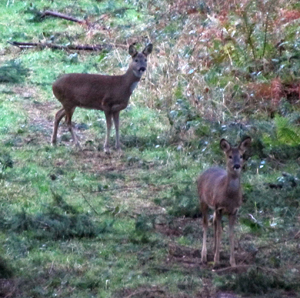 Deer stalking as a serious hobby