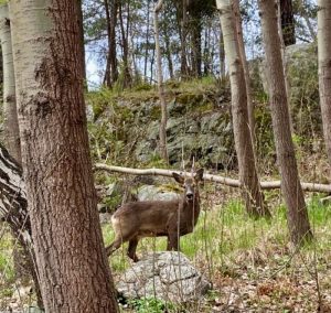 The effect of deer on woodland plant communities.