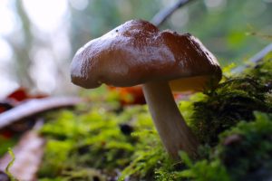 June’s Monthly Mushroom: Deer Shield mushroom (Pluteus cervinus)