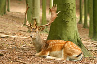 Deer Stalking and Woodlands