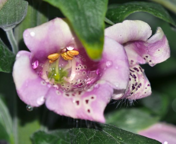 digitalis