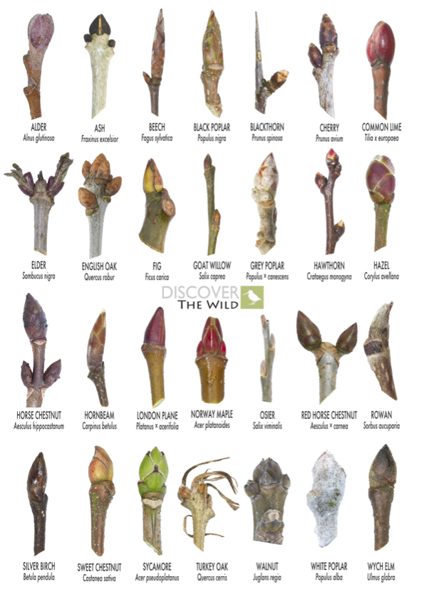 Identification Guides -Discover the Wild