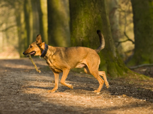 Stick and flick, a possible solution to dog mess in woodlands?