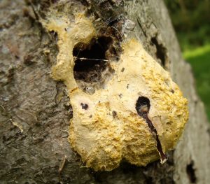 Sporangia of a white slime mould (Myxomycetes) growing on a