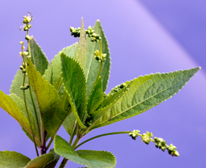 dogs mercury