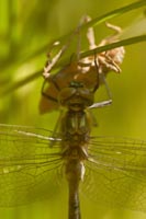 Dragonflies and Damselflies