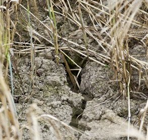 dry, cracked soil