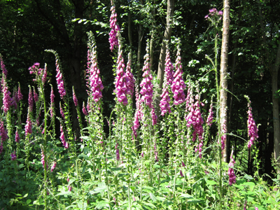 drift of foxgloves 1