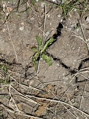 drought, cracked soil