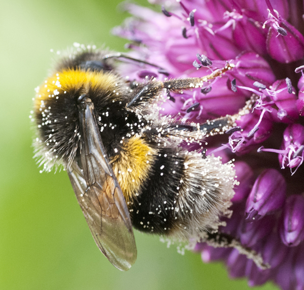 Dusted with pollen